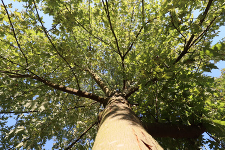 wide angle shot of broad-leafed from tree trunk to tree crown with blue sky in late summer