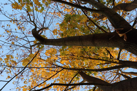 maple tree with yellow and orange foliage in late afternoon sun shot from trunk up