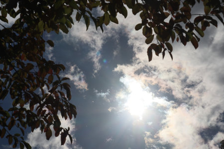 Branches of a tree framing Blue late fall sky in Dresden GroÃer Garten or Great Gardenの写真素材
