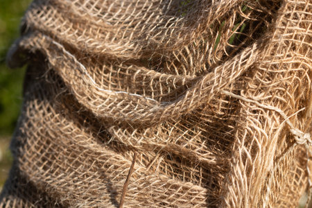 Burlap Sacks Used to Protect Plants from Freezing, Showcasing Their Practicality and Rustic Textureの写真素材