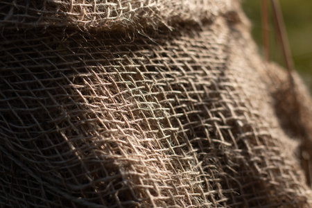 Burlap Wrapped Around Plant Stems for Winter Protection, Highlighting Its Practicality and Natural Textureの写真素材