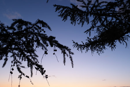 Serene sky at dusk with scattered clouds and soft gradient colors in the evening light with tree branchesの写真素材