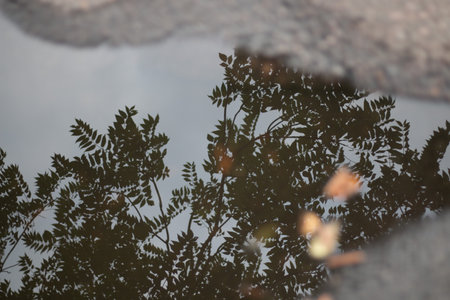 Tree reflection in puddle with blurred lights on wet asphalt in Leipzigの写真素材