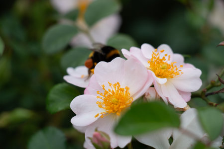 Bumblebee pollinating white rose blossoms-nature and wildlife