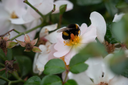 Bumblebee pollinating white rose blossoms-nature and wildlife