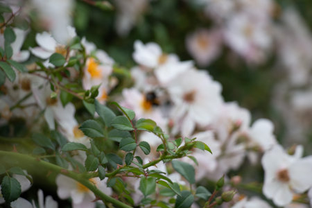 White Cistus flowers with yellow centers-blooming natureの写真素材