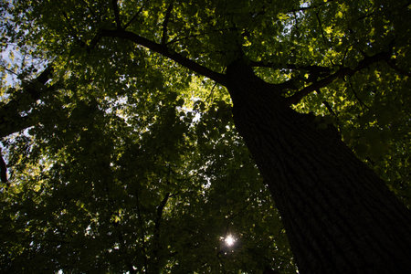 Tall tree canopy with sunlight filtering through leaves-nature perspective
