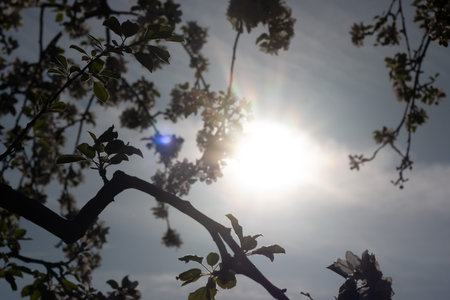 Backlit tree branches with spring blossoms and bright sun in the skyの写真素材