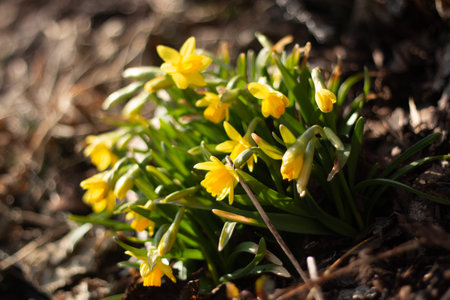 Clump of yellow daffodils blooming in early spring-nature and garden