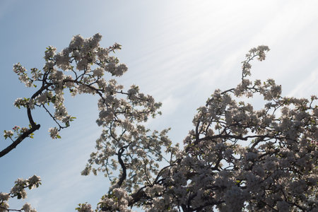 Blooming tree branches with white flowers against a bright blue sky and sunlight in sprin