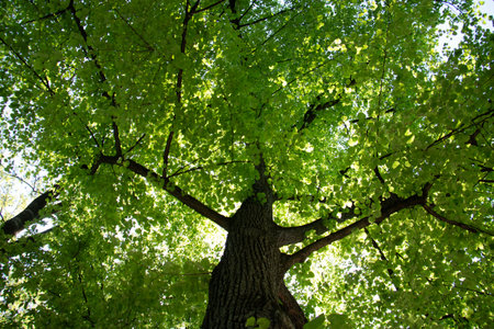 Wide green tree canopy seen from below-nature backgroundの写真素材