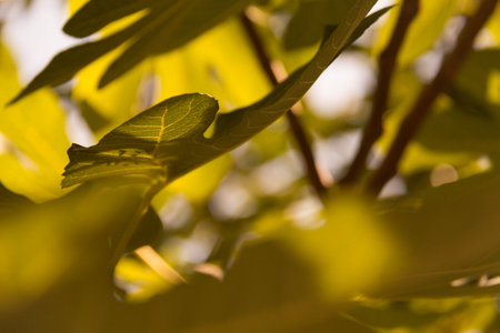 Yellowing leaves with blurred background-autumn nature