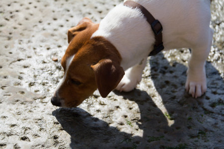 Close-up of a brown and white Jack Russell Terrier dogの写真素材