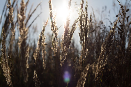 Sunlight shining through tall grass stalks-nature backgroundの写真素材
