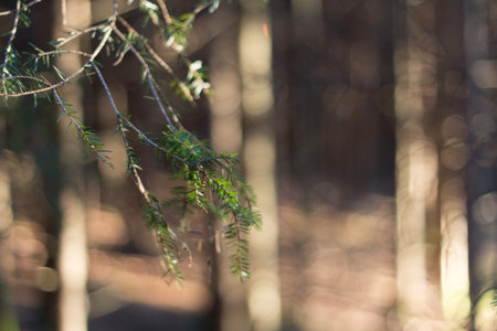 Slightly blurred green branches in a sunlit forest background
