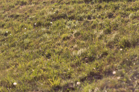 Green and yellow grassy hill with soft focus-nature background