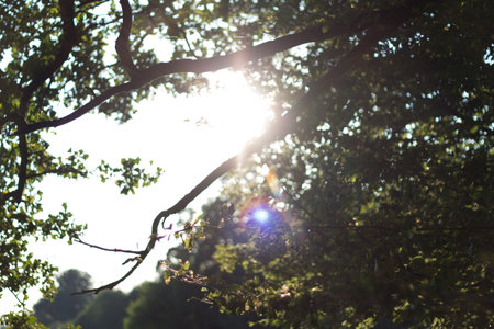 Sunlight filtering through tree leaves at sunset-nature backgroundの写真素材