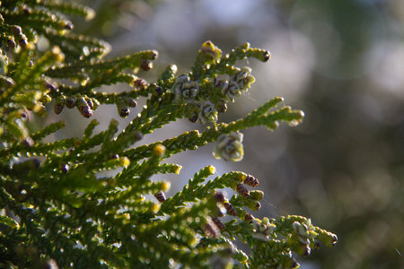 Green thuja tree branches-nature backgroundの写真素材