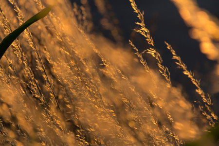 Golden light on tall dry grass at sunset-nature backgroundの写真素材