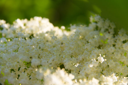 White elderflower blossoms on a tree branch in sunlightの写真素材