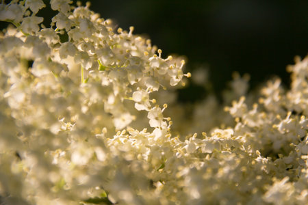 White elderflower blossoms on a tree branch in sunlight