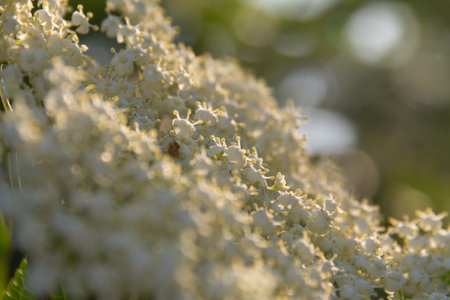 White elderflower blossoms on a tree branch in sunlightの写真素材