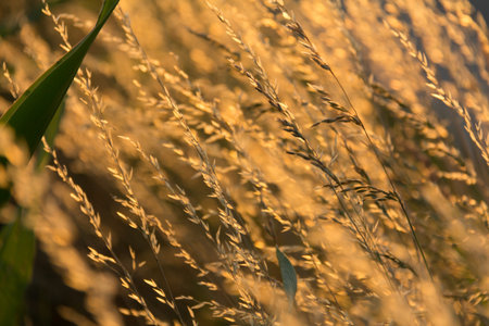 Close-up of sunlit golden grass stalks in a field at sunsetの写真素材
