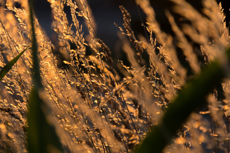 Golden sunset light behind grass stalks-nature backgroundの写真素材