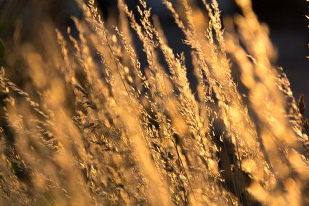 Golden dry grass in a field at sunset-nature backgroundの写真素材