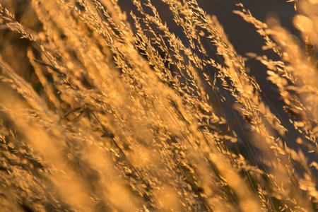 Close-up of sunlit golden grass stalks in a field at sunsetの写真素材