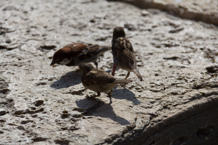 Three small sparrows foraging on a textured stone surface