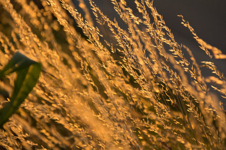 Close-up of sunlit golden grass stalks in a field at sunsetの写真素材
