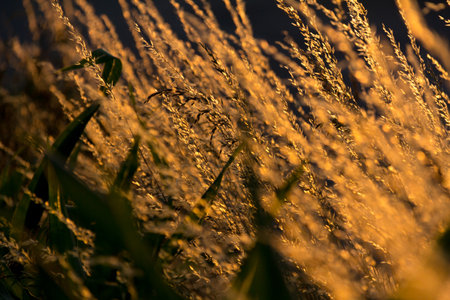 Golden light on tall dry grass at sunset-nature backgroundの写真素材