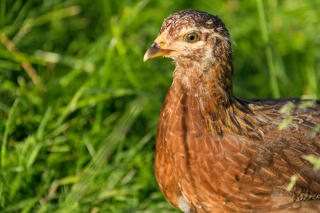 Young brown chicken or fowl in green grass-farm animalの写真素材