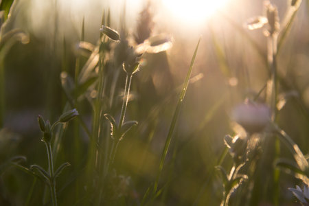 Golden sunset light shining through tall grass in a fieldの写真素材