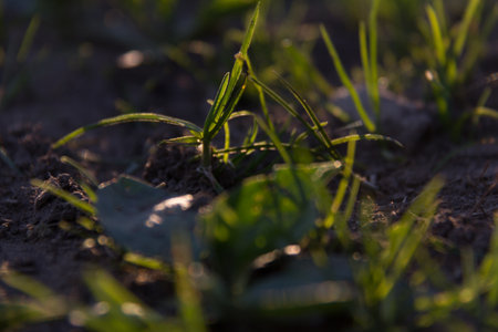 Small green plants sprouting from dark soil in sunlight
