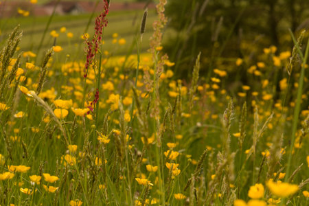 Golden yellow wildflowers blooming in a vibrant green meadow