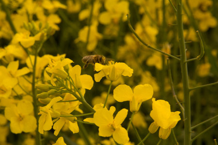 A bee collecting pollen on bright yellow rapeseed flowers