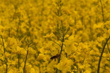 Vibrant yellow rapeseed flowers in a large blooming fieldの写真素材