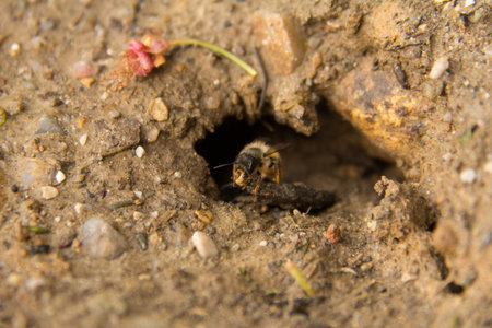 A wild bee entering its burrow in the bare earth