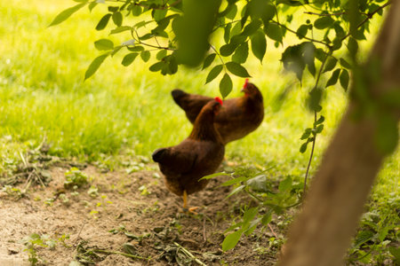 Two brown chickens foraging on green grassの写真素材