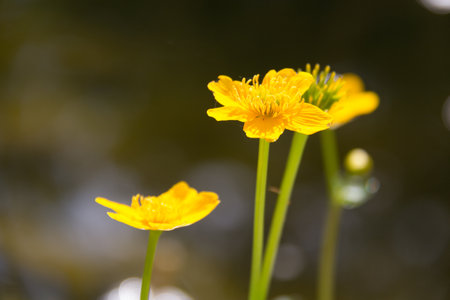 Bright yellow wildflowers in soft focus with a natural background