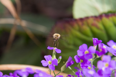 Bee on vibrant purple flowers with blurred green leavesの写真素材