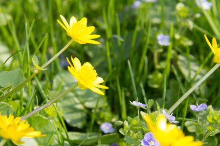 Yellow buttercups and other wildflowers in a green meadow