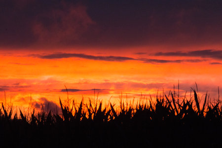 Vibrant sunset sky over silhouetted field cropsの写真素材