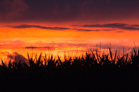 Vibrant sunset sky over silhouetted field cropsの写真素材
