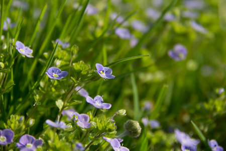 Small purple wildflowers blooming in green grassの写真素材