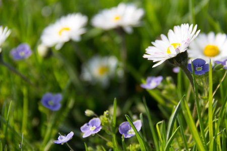 White daisies and small purple flowers in a green meadowの写真素材