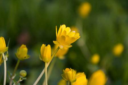 Bright yellow wildflowers in a vibrant green fieldの写真素材