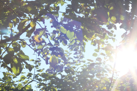 Bright sunburst through green tree leaves with lens flareの写真素材